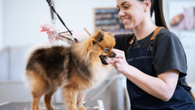 Professional Pet Grooming Services for Clean and Happy Pets